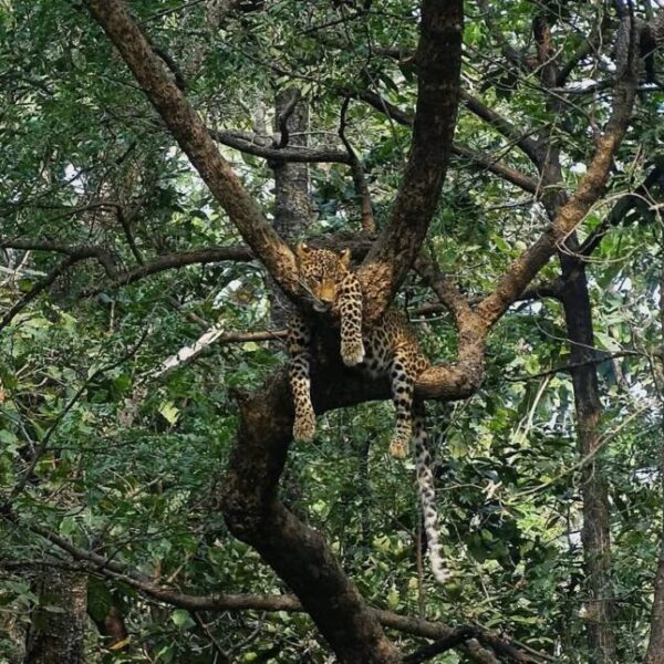 During a jungle safari, a beautiful sight of a…