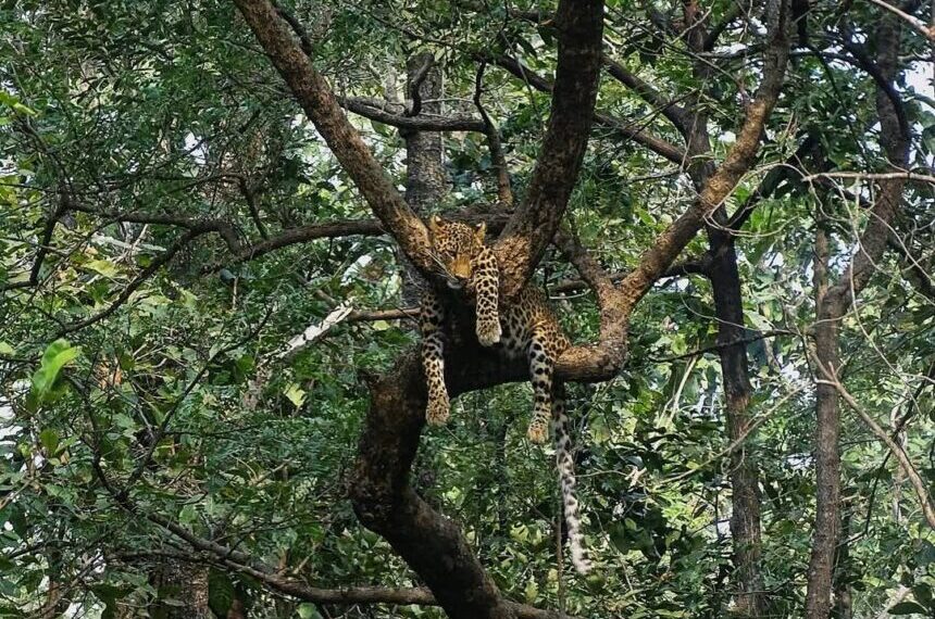 During a jungle safari, a beautiful sight of a leopard resting on a tree was captured on camera