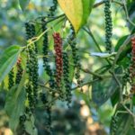 India’s Black Pepper Market Faces&hellip;
