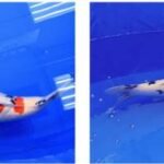 “Swimming Jewels” Nishikigoi – Niigata-bred&hellip;