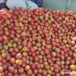 Bumper yield of tomatoes has&hellip;