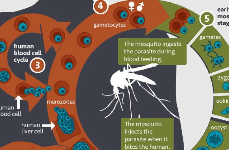 A strong attack on malaria aiming&hellip;