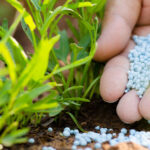 Chemical fertilizers are available in…