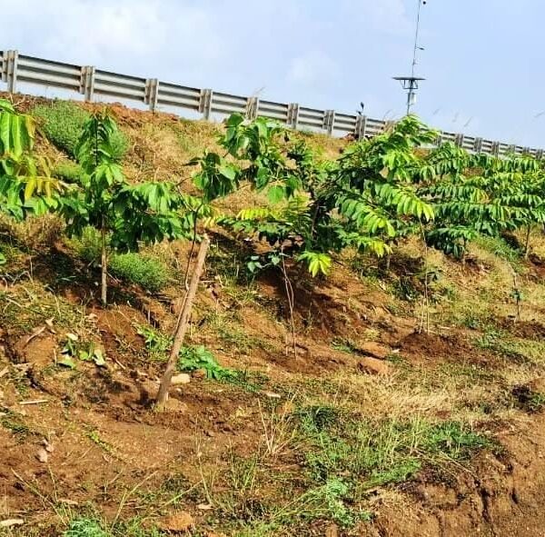 Chhattisgarh’s national highways are becoming green corridors: NHAI planted&hellip;