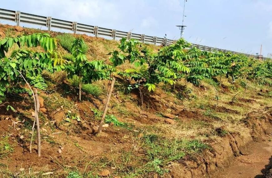 Chhattisgarh’s national highways are becoming green…