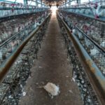 World Animal Protection Welcomes National…