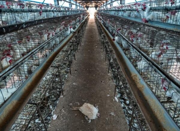 World Animal Protection Welcomes National Action Plan-AMR 2.0 and&hellip;