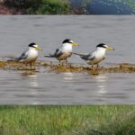 Kopra Reservoir Set to Receive…