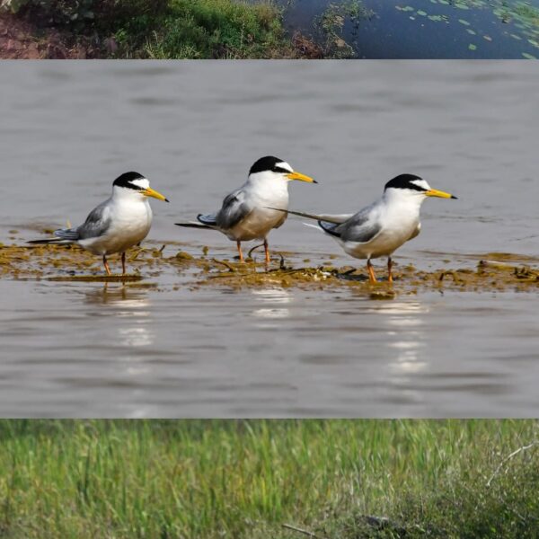 Kopra Reservoir Set to Receive the Status of Ramsar…