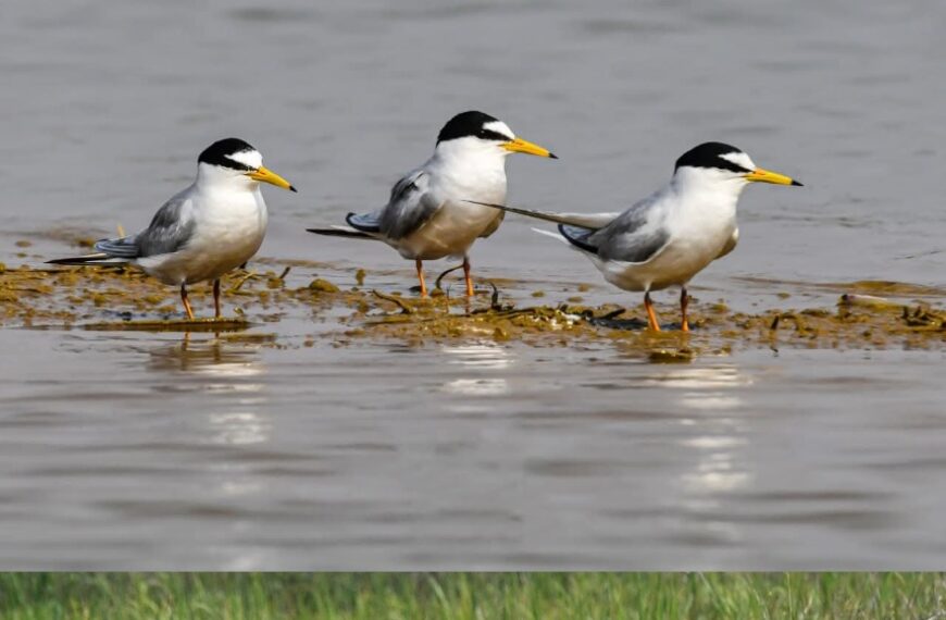 Kopra Reservoir Set to Receive the&hellip;