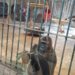 World Animal Protection Calls for&hellip;