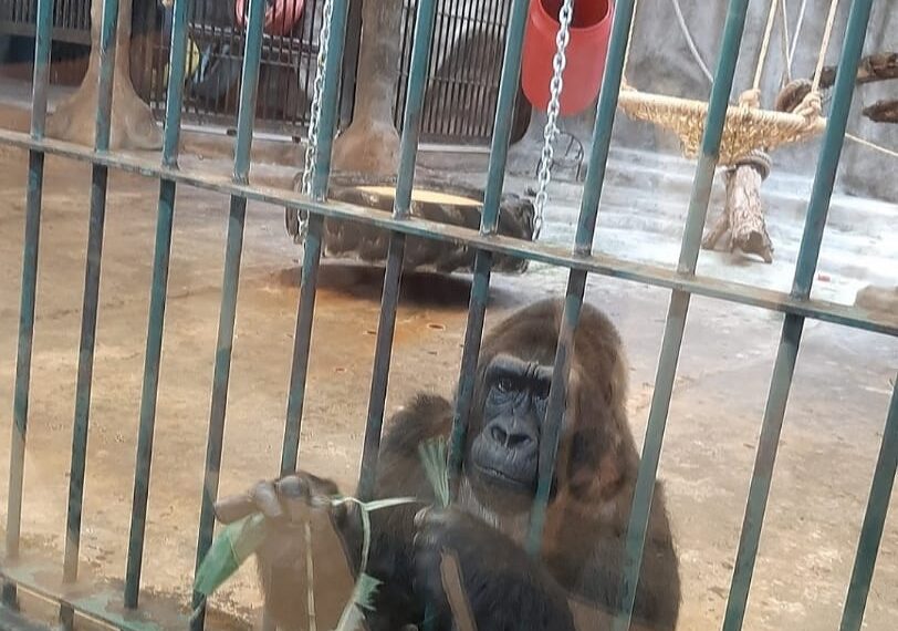 World Animal Protection Calls for Enhanced&hellip;