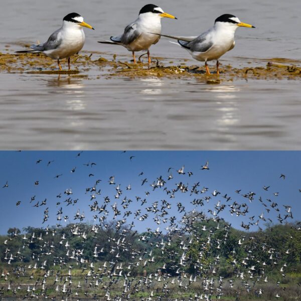 Declaration of Kopra Reservoir as the state’s first Ramsar…