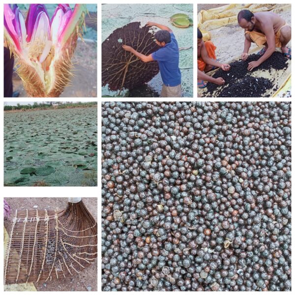 Encouraging Makhana Production in Chhattisgarh