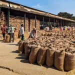 Moisture Loss and Pest-Related Damage&hellip;