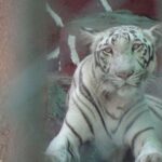 Wild Animals are not Entertainment,&hellip;