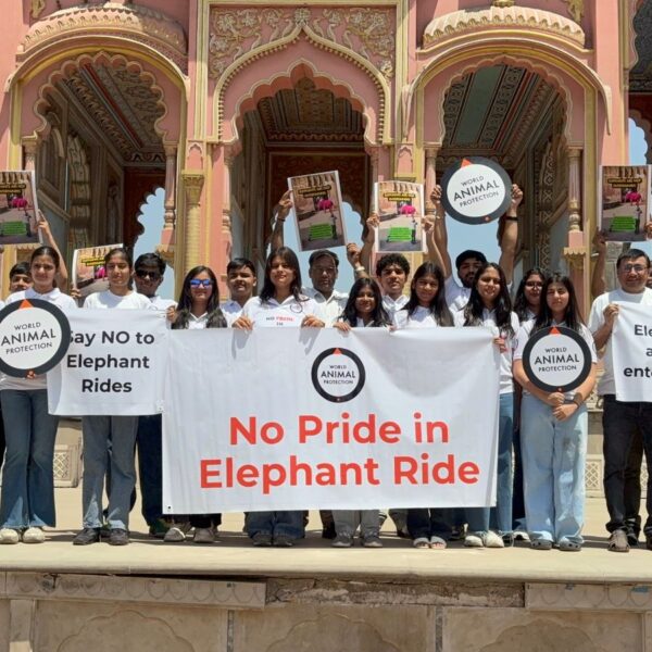 World Animal Protection Calls for End to Elephant Rides&hellip;