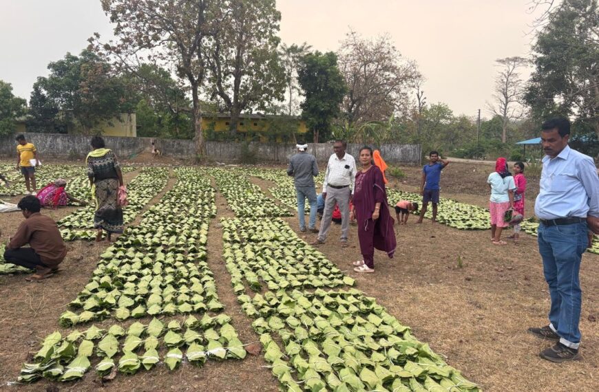 A Major Step Towards Boosting the Income of ‘Green Gold’ Collectors