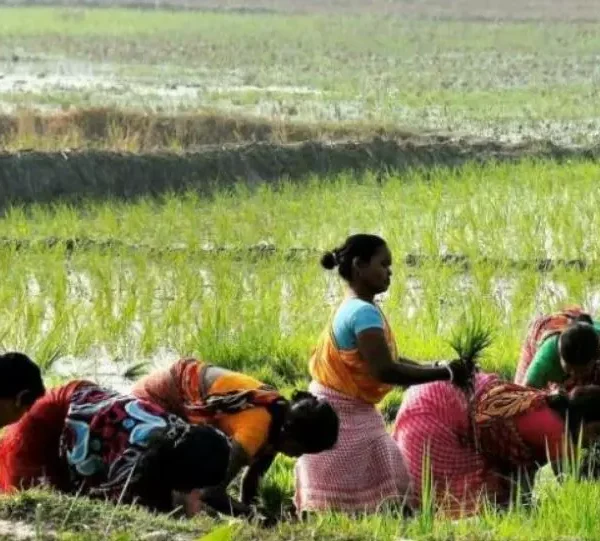 Centre Raises MSP for 14 Kharif Crops