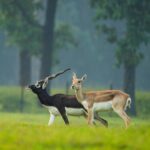 ‘The Chhattisgarh Model of Ecological&hellip;