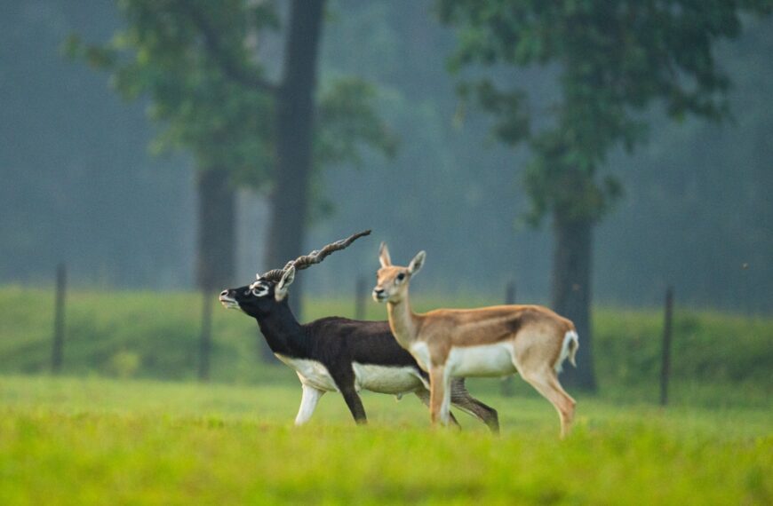 ‘The Chhattisgarh Model of Ecological Restoration – The Return of Blackbucks to Barnawapara’