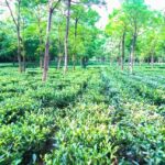 Farmers in Jashpur Are Carving…