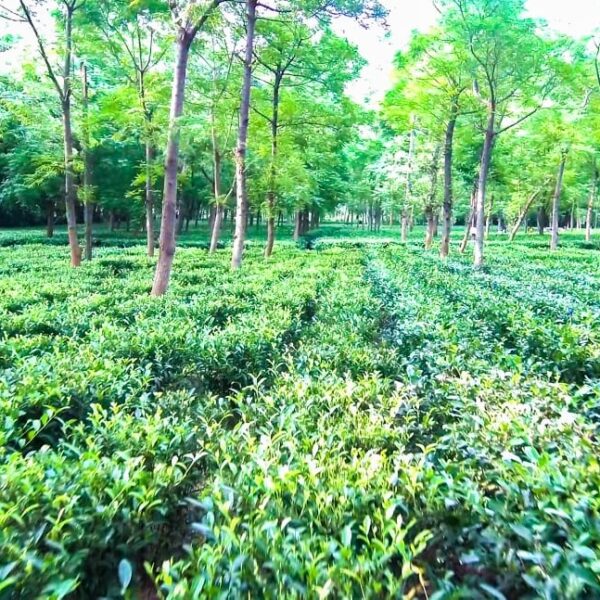 Farmers in Jashpur Are Carving a Unique Niche in Agriculture