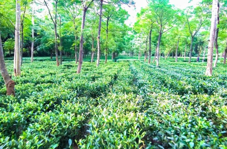 Farmers in Jashpur Are Carving a Unique Niche in Agriculture