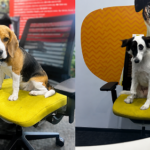 Pets Are Shaping Workplace Culture&hellip;