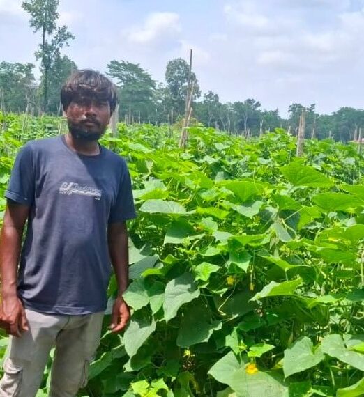 From Traditional Farming to Prosperity: How Scientific Cucumber Cultivation Transformed a Tribal Farmer’s Life-By- Dhananjay Rathore