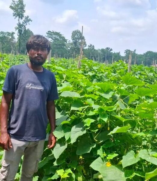 From Traditional Farming to Prosperity: How Scientific Cucumber Cultivation…
