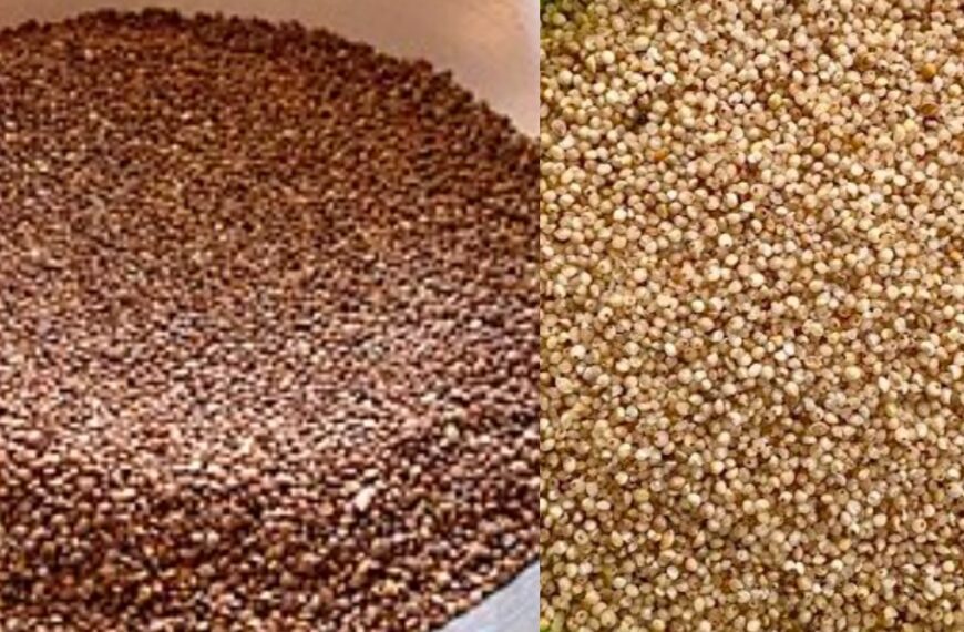 Kodo and Kutki: Chhattisgarh’s Ancient Grains Powering a Healthier and Prosperous Future-By-L.D. Manikpuri & Omprakash Dahariya( Asst P R Os, Raipur, CG)