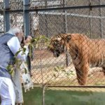 Nandanvan Jungle Safari: Where Wildlife&hellip;