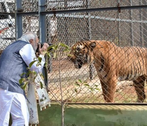Nandanvan Jungle Safari: Where Wildlife Conservation Meets Eco-Tourism