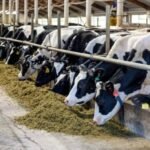 Investigation Across 100 plus Dairy&hellip;