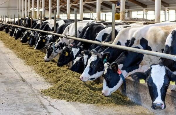 Investigation Across 100 plus Dairy Units in Six States&hellip;