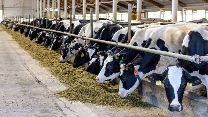 Investigation Across 100 plus Dairy Units in Six States Highlights Systemic Animal Welfare and Public Health Concerns