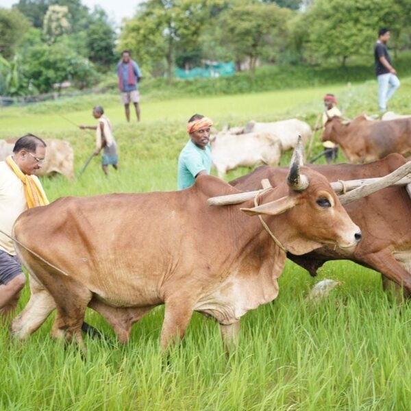 CM Vishnu Deo Sai Returns to His Roots, Ploughs&hellip;