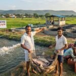 Beyond Paddy: Fish Farming Opens&hellip;