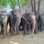 Humane Treatment for All Animals&hellip;