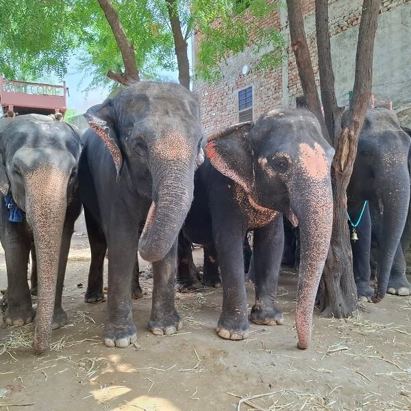 Humane Treatment for All Animals is the Call of…