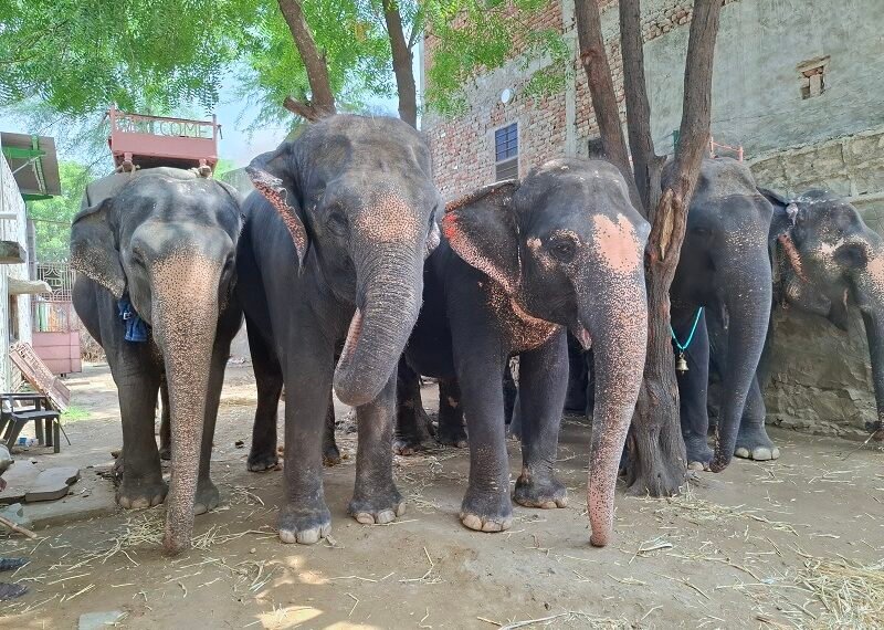 Humane Treatment for All Animals is the Call of the Hour, says World Animal Protection